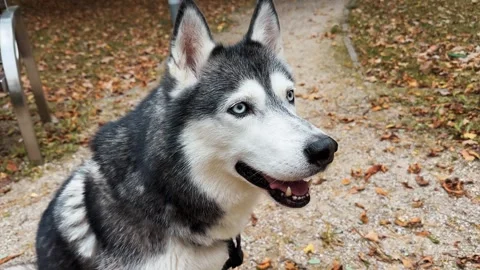 Siberian Husky Autumn portrait 스톡 동영상 255981753