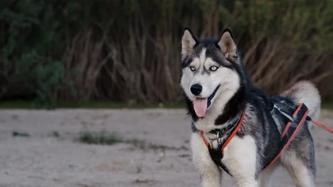 Siberian Husky close-up. Dog in harness before jogging. Walk along wild beach Stock Footage 115943853
