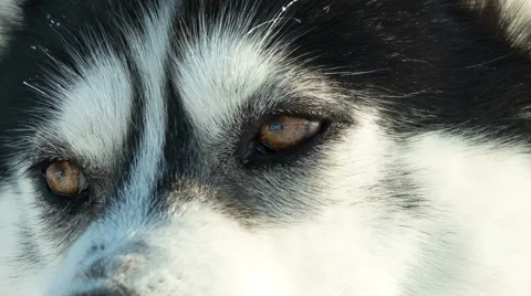 Siberian husky close up eyes sled dog at snowy winter Stock Footage