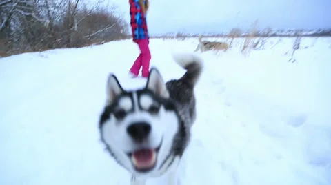 Siberian Husky close up muzzle Video stock 52777288