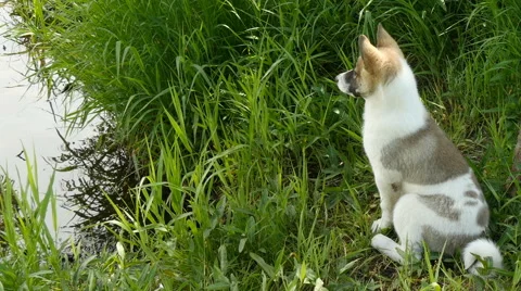 Siberian husky closeup Stock Footage 67755041