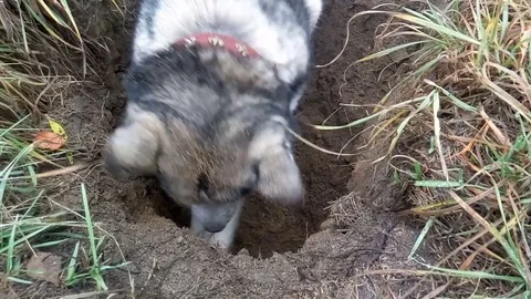 Siberian Husky digs a pit in search of mice. Video stock 71848972