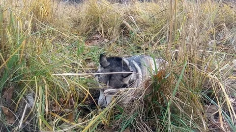 Siberian Husky digs a pit in search of mice. Stock-Footage 71850129