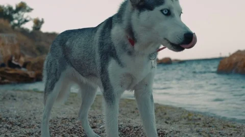 Siberian husky dog on beach Video stock 85050164