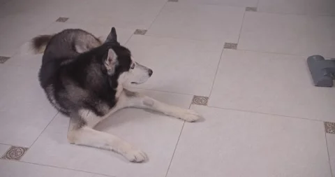 Siberian husky dog distracted by vacuum cleaner Stock Footage 152134853
