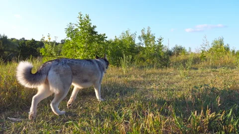 Siberian husky dog pulling the leash while walking along field on sunset Stock Footage 304959813