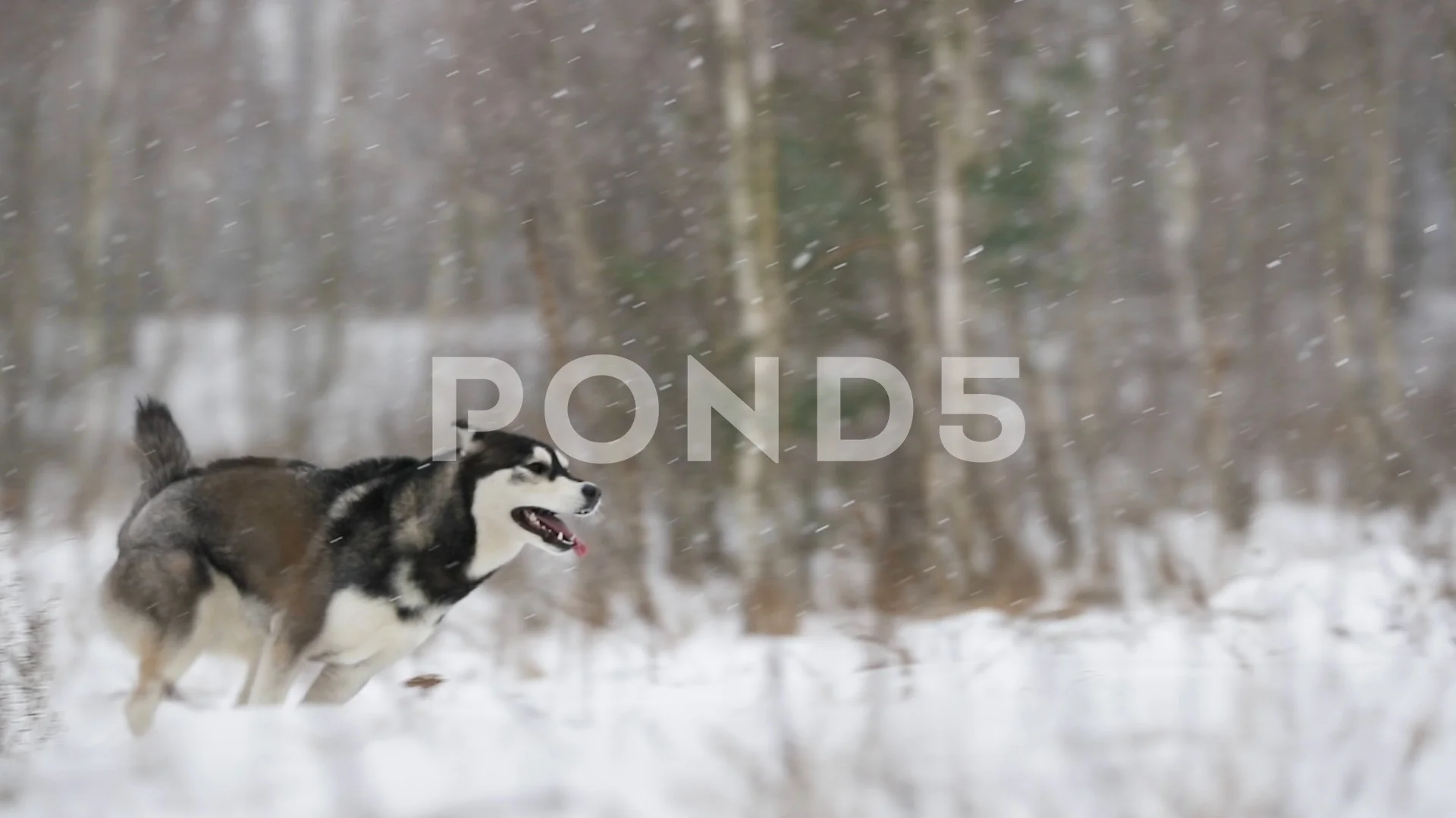 Playing dogs on snow. Husky dogs jump, bite, fight. Friendly two siberian  husky dogs. Stock Photo