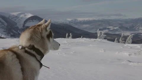Siberian husky dog sitting in cold snowy mountains and looking at beautiful view Stock Footage 146372012