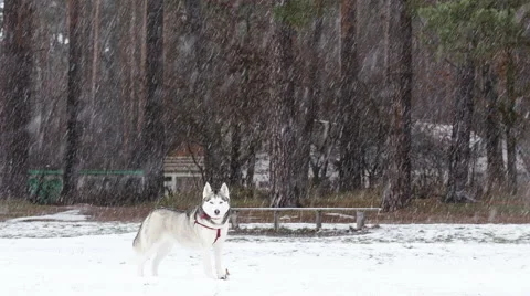 Siberian Husky during snowfall. Stock-Footage 58031885