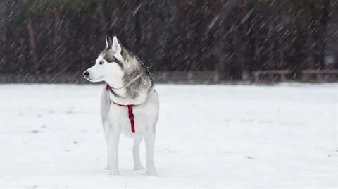 Siberian Husky during snowfall. Video stock 58032047
