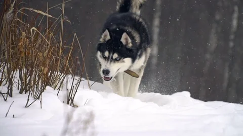 Siberian Husky during snowfall Video stock 73131886