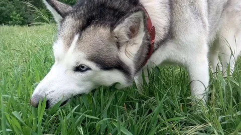 Siberian Husky eats grass. Stock Footage 71833124