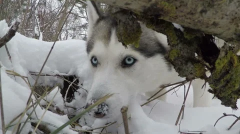 Siberian Husky eats grass in winter. Stock Footage 59356041