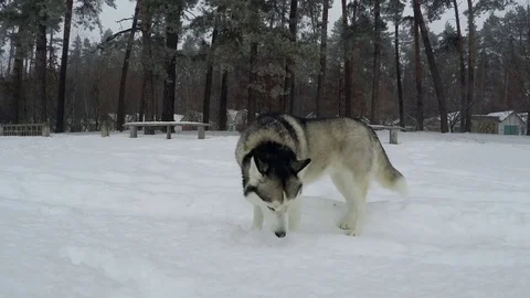 Siberian Husky eats snow. Stock-Footage 71761246