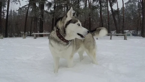Siberian Husky eats snow. Stock Footage 71761531