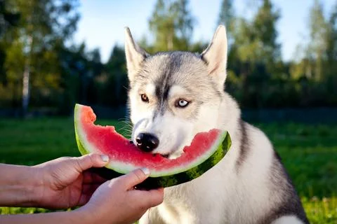 Siberian husky eats watermelon from the hands, in nature. Stock Photos