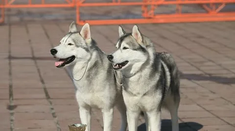 Siberian Husky Stock Footage 10980998