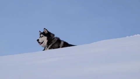 Siberian Husky Video stock 71206934