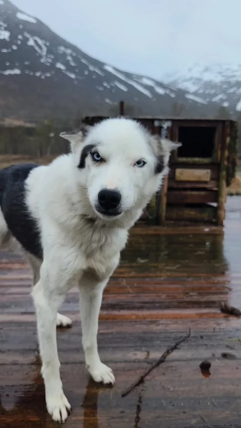 Siberian Husky Stock Footage 269124371