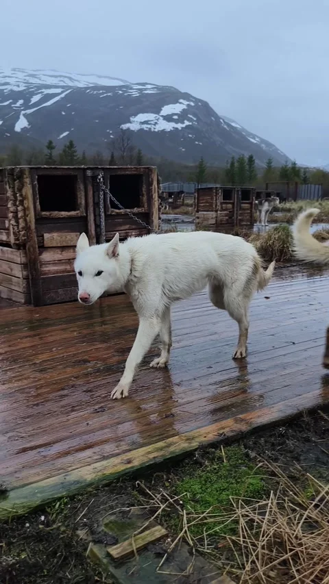 Siberian Husky Stock Footage 269124373