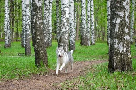 Siberian husky jogging on forest path among birch trees Stock Photos