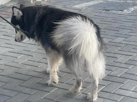 Siberian Husky Looking Back While Standing on Street Fotos de archivo
