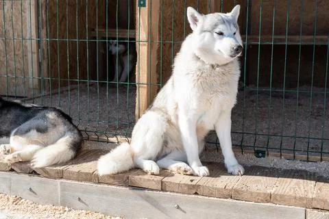 Siberian husky looking at the camera close up Stock Photos
