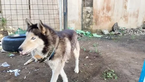 The Siberian Husky is a medium-sized working sled dog breed. Stock Footage 339126117