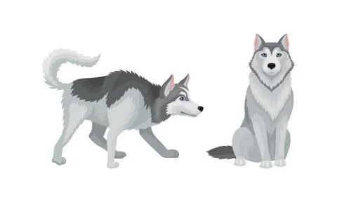 Siberian Husky as Medium-sized Working Dog Breed Vector Set Stockillustratie