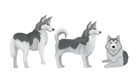 Siberian Husky as Medium-sized Working Dog Breed Vector Set Stockillustratie