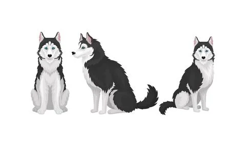 Siberian Husky as Medium-sized Working Dog Breed in Different Poses Vector Set Stockillustratie