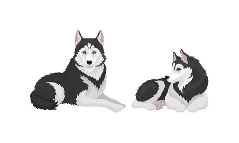 Siberian Husky as Medium-sized Working Dog Breed in Different Poses Vector Set Stockillustratie