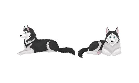 Siberian Husky as Medium-sized Working Dog Breed in Different Poses Vector Set Stockillustratie