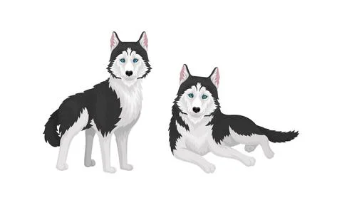 Siberian Husky as Medium-sized Working Dog Breed in Different Poses Vector Set Stockillustratie