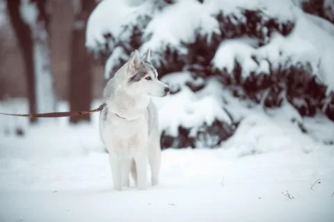 Siberian husky Stock Photos
