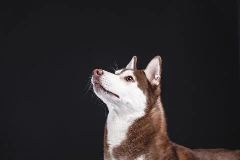 Siberian husky Stock Photos