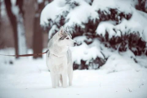 Siberian husky Foto stock