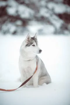 Siberian husky Stock Photos