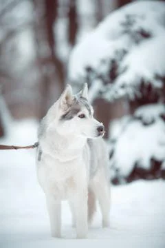 Siberian husky Stock Photos