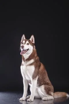 Siberian husky Stock Photos