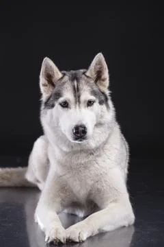 Siberian husky Stock Photos