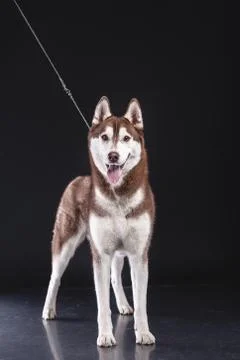 Siberian husky Stock Photos