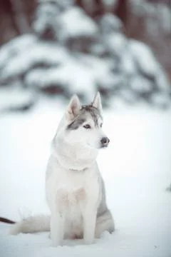 Siberian husky Stock Photos