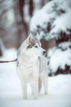 Siberian husky Stock Photos