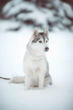 Siberian husky Stock Photos