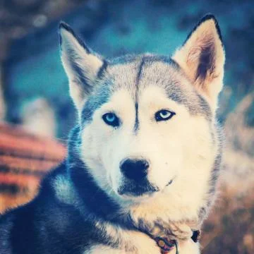 Siberian husky Stock Photos