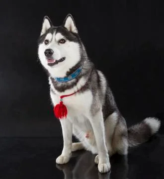 Siberian husky Stock Photos