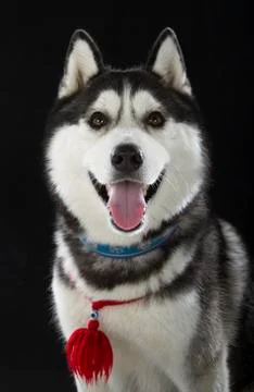 Siberian husky Stock Photos