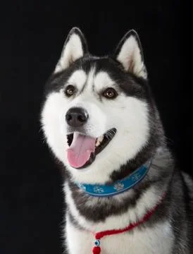 Siberian husky Stock Photos