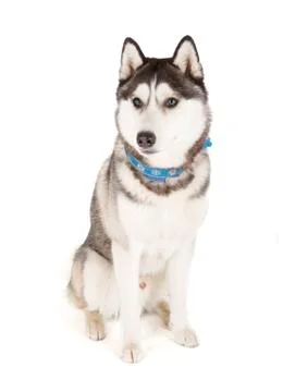 Siberian husky Stock Photos